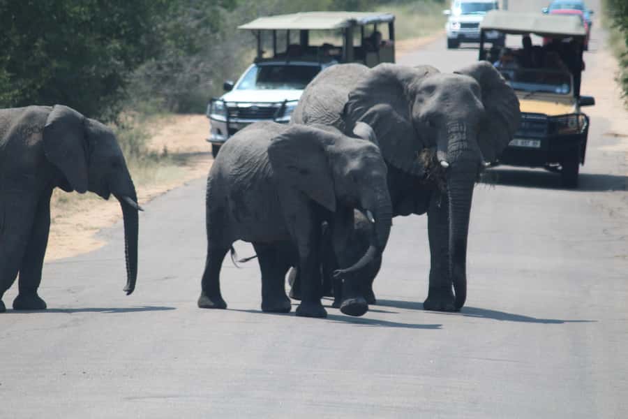 Johannesburg: 3-Day Panorama Tour with Kruger Park Safari - Day 2: A dawn start in Kruger National Park