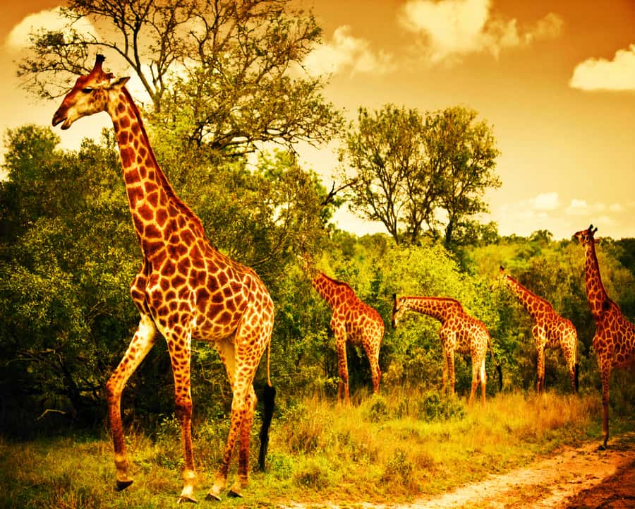 Johannesburg: 3-Day Panorama Tour with Kruger Park Safari - Day 3: A simple return to Johannesburg