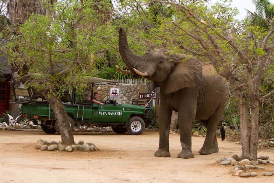Johannesburg: 4-Day Classic Kruger National Park Safari - From Johannesburg to the Balule bush