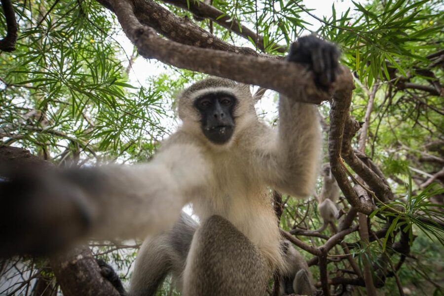 Johannesburg: 5-Day Classic Kruger National Park Safari - Who should book this safari?
