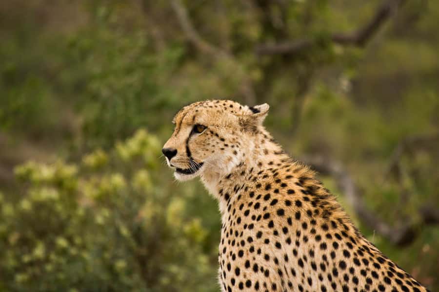 Johannesburg: Affordable 3 Day Kruger Park Safari - What this three-day safari is really offering