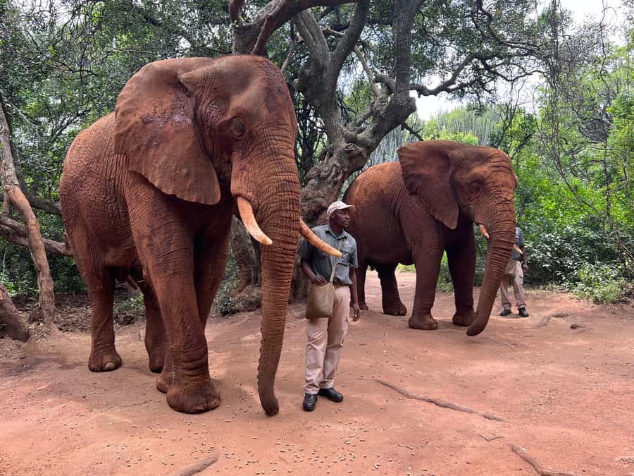 Johannesburg: Elephant and Monkey Sanctuary Half Day Tour - Key points to know before booking