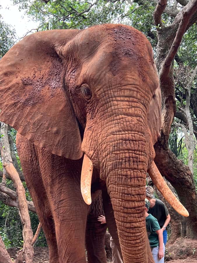 Johannesburg: Elephant and Monkey Sanctuary Half Day Tour - From Sandton to Hartbeespoort at 8:30
