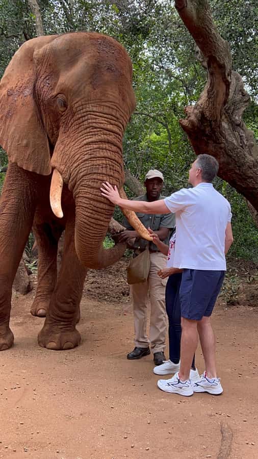 Johannesburg: Elephant and Monkey Sanctuary Half Day Tour - Feeding monkeys under the forest canopy