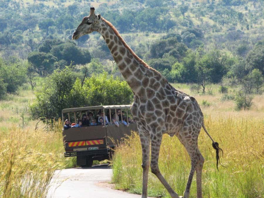 Johannesburg: Full Day Sun City & Pilanesberg Nature Reserve - How the 3.5-hour Sun City stop works