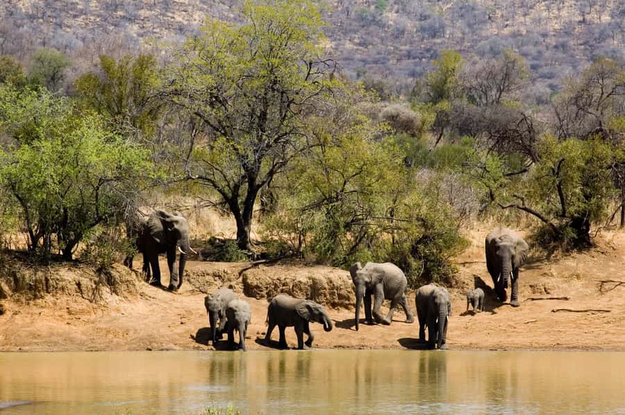 Johannesburg: Full Day Sun City & Pilanesberg Nature Reserve - A 15-minute transfer to Sun City