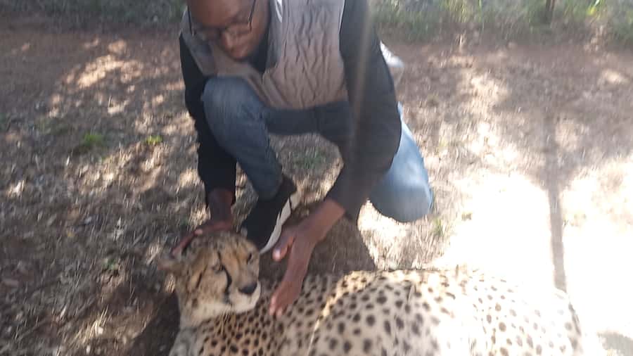 Johannesburg: Guided Walk with Lions in the African Bush - Walking Beside Lions in the Gauteng Bush