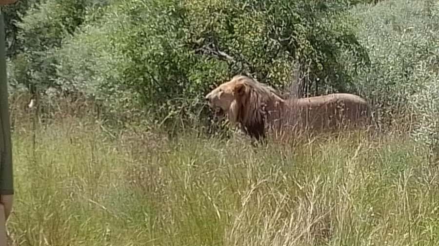 Johannesburg: Guided Walk with Lions in the African Bush - What the Walk and Bush Deck Add