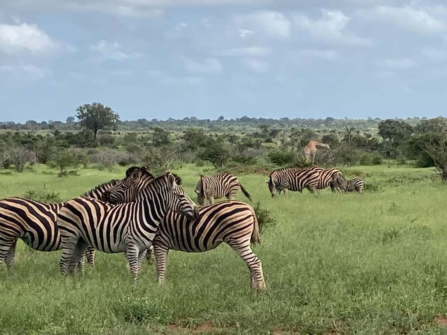 Johannesburg: Guided Walk with Lions in the African Bush - Guides, Drivers, and the Human Side of the Day