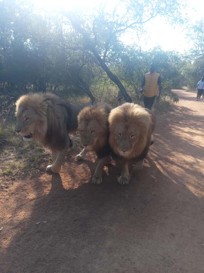 Johannesburg: Guided Walk with Lions in the African Bush - Is $246 a Fair Price?