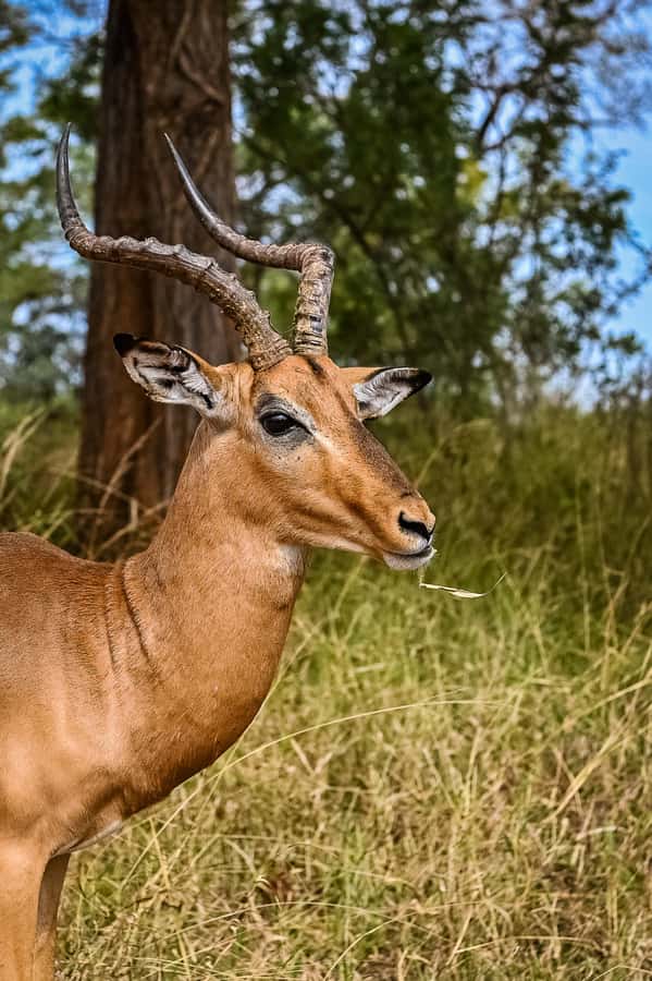Johannesburg: Guided Walk with Lions in the African Bush - Timing, Comfort, and Who Should Book