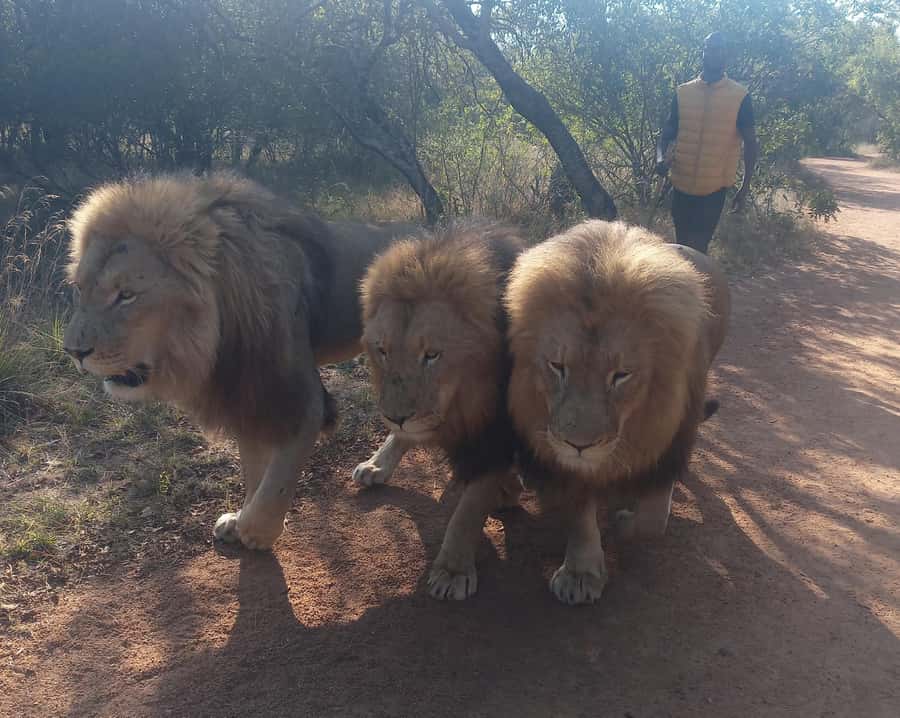 Johannesburg: Guided Walk with Lions in the African Bush - Responsible Expectations About the Lion Encounter