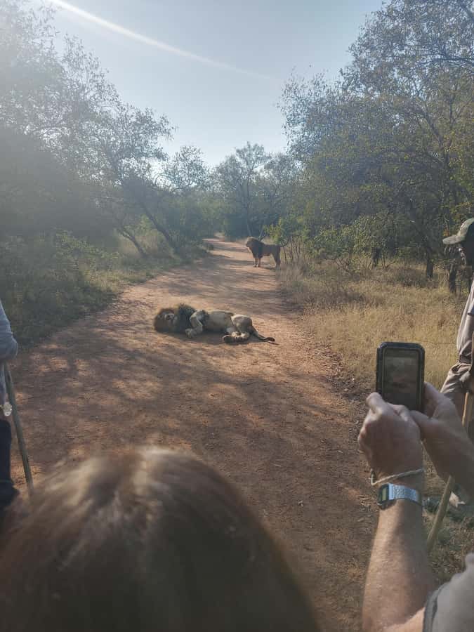 Johannesburg: Guided Walk with Lions in the African Bush - Should You Book This Lion Walk?