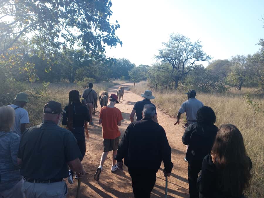 Johannesburg: Guided Walk with Lions in the African Bush - Safety Starts Before You Meet the Lions
