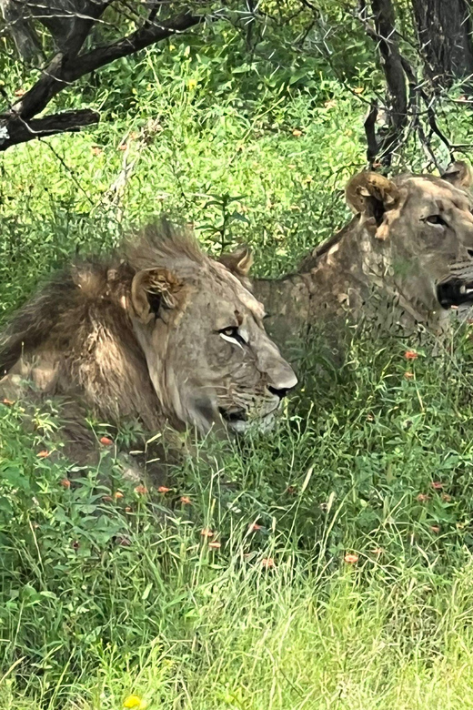 Johannesburg: Half-Day Big 5 Safari Tour - Key points to know before booking