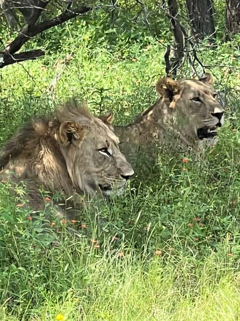 Johannesburg: Half-Day Big 5 Safari Tour - Leaving Johannesburg for Dinokeng Game Reserve
