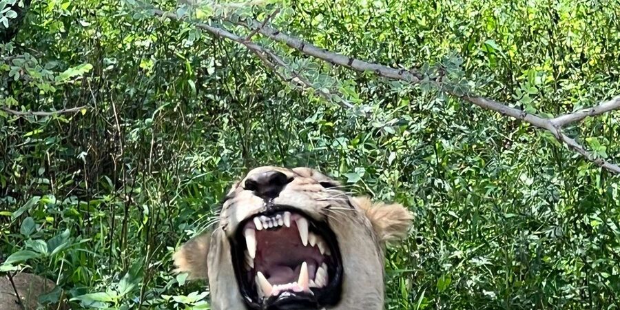 Johannesburg: Half-Day Big 5 Safari Tour - How realistic is the Big 5 promise?