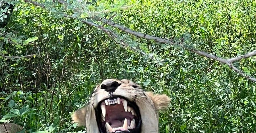 Johannesburg: Half-Day Big 5 Safari Tour - Morning or afternoon: which is better?