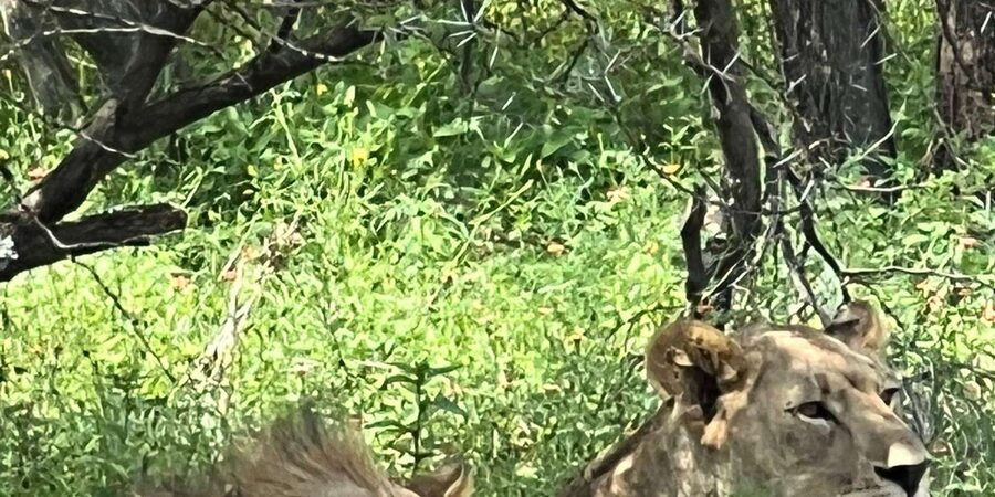 Johannesburg: Half-Day Big 5 Safari Tour - Guides, communication, and the small-group advantage