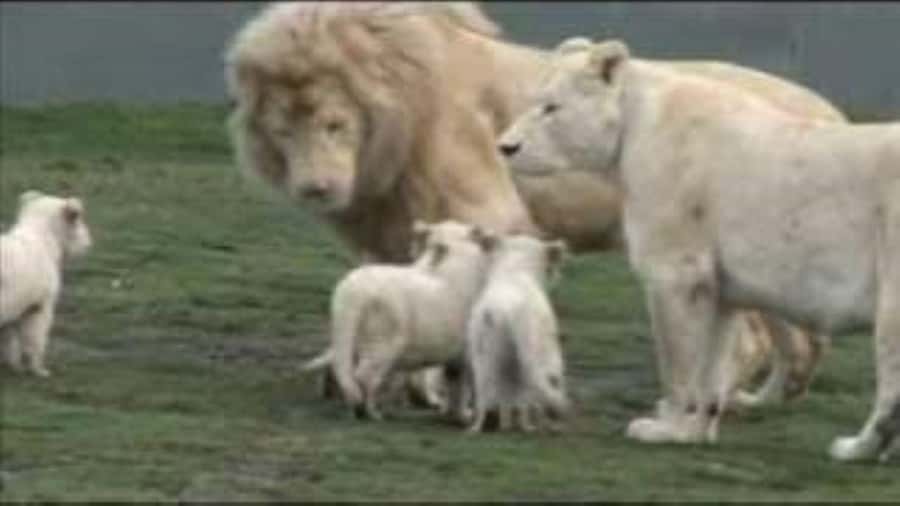 Johannesburg: Lion and Safari Park tour. Pick up Privately - Booking advice and overall value