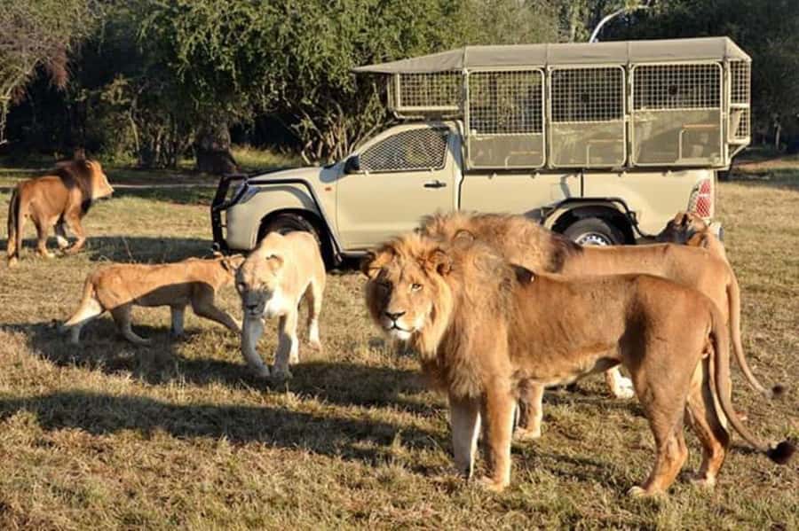 Johannesburg: Lion and Safari Park tour. Pick up Privately - Starting from Johannesburg, Pretoria, or nearby suburbs