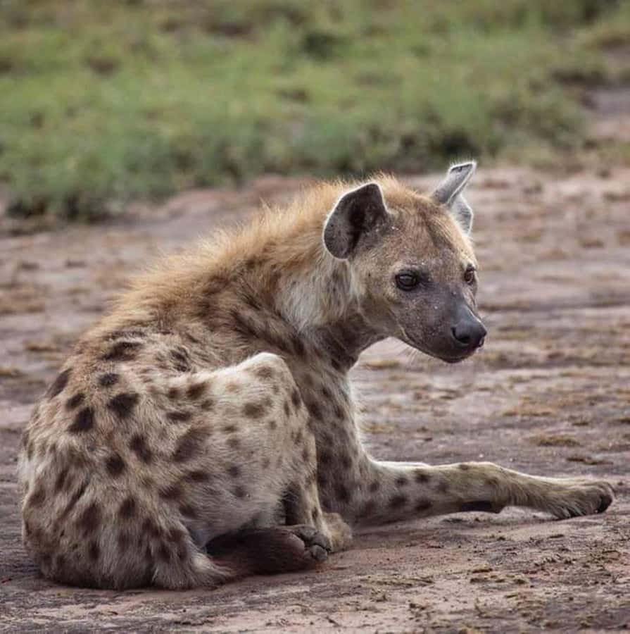 Johannesburg: Lion and Safari Park tour. Pick up Privately - Lunch at Wetlands bar and restaurant