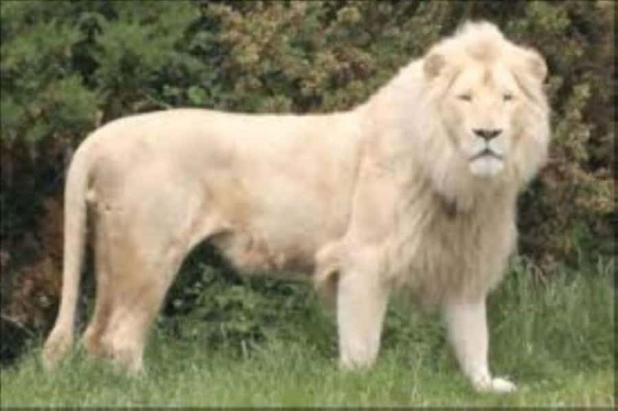 Johannesburg: Lion and Safari Park tour. Pick up Privately - Timing, transport, and the real shape of the day