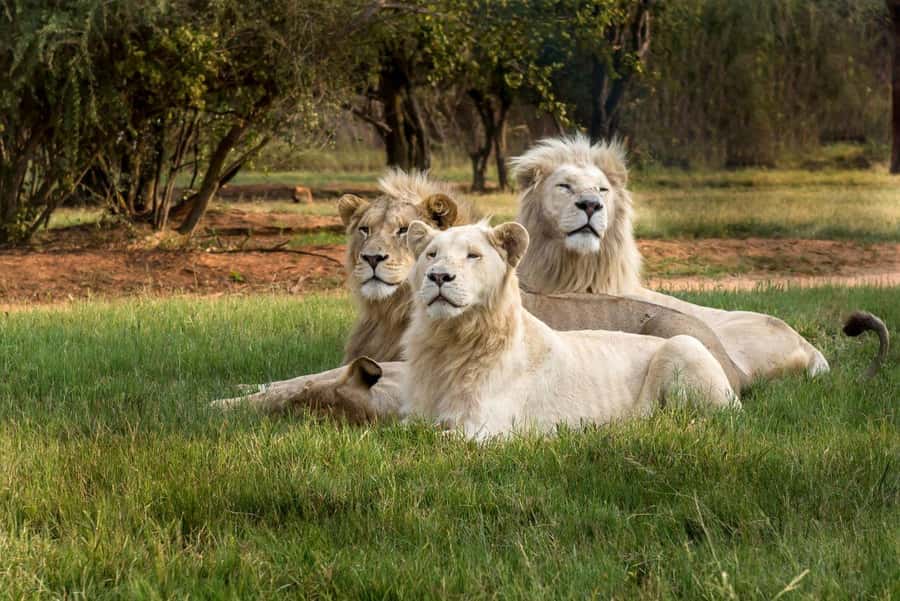Johannesburg: Lion and Safari Park tour. Pick up Privately - Who should book this safari park tour