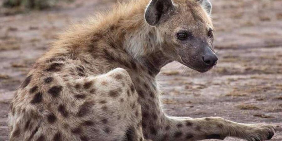 Johannesburg: Lion and Safari Park tour. Pick up Privately - How this compares with a longer safari