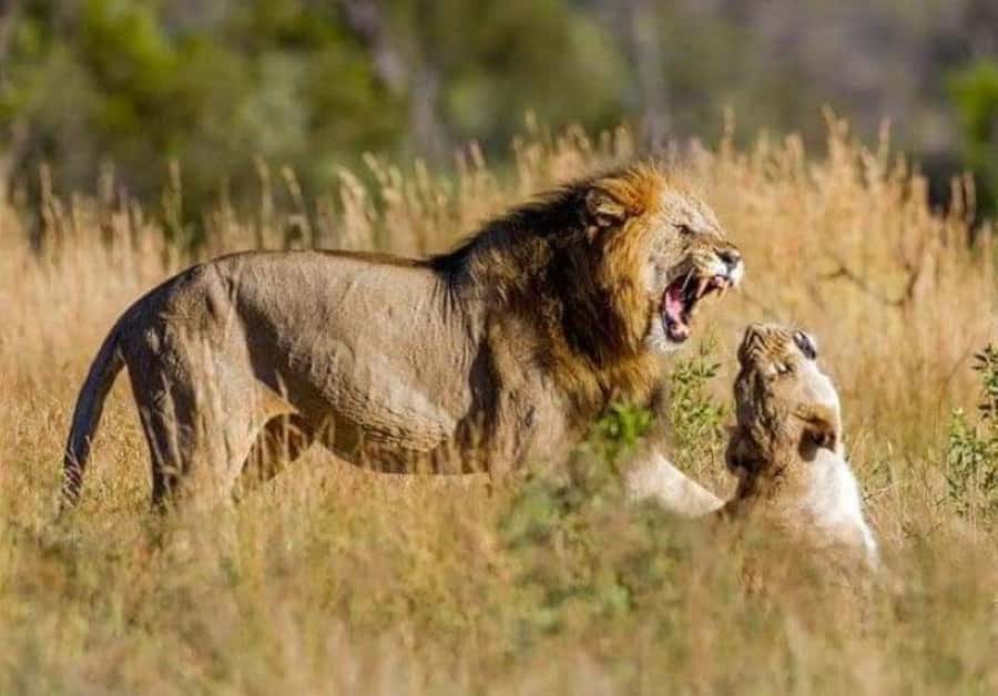Johannesburg: Lion and Safari Park tour. Pick up Privately - The two-hour safari vehicle drive