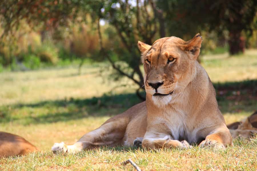 Johannesburg: Lion Park Safari and Cultural Village Tour - Reaching the Cradle of Humankind