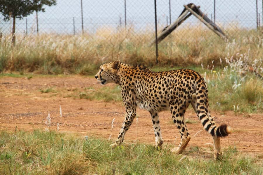 Johannesburg: Rhino and Lion Nature Reserve Safari - Key points at a glance