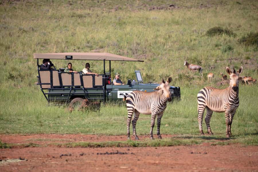 Johannesburg: Rhino and Lion Nature Reserve Safari - A half-day safari from Johannesburg