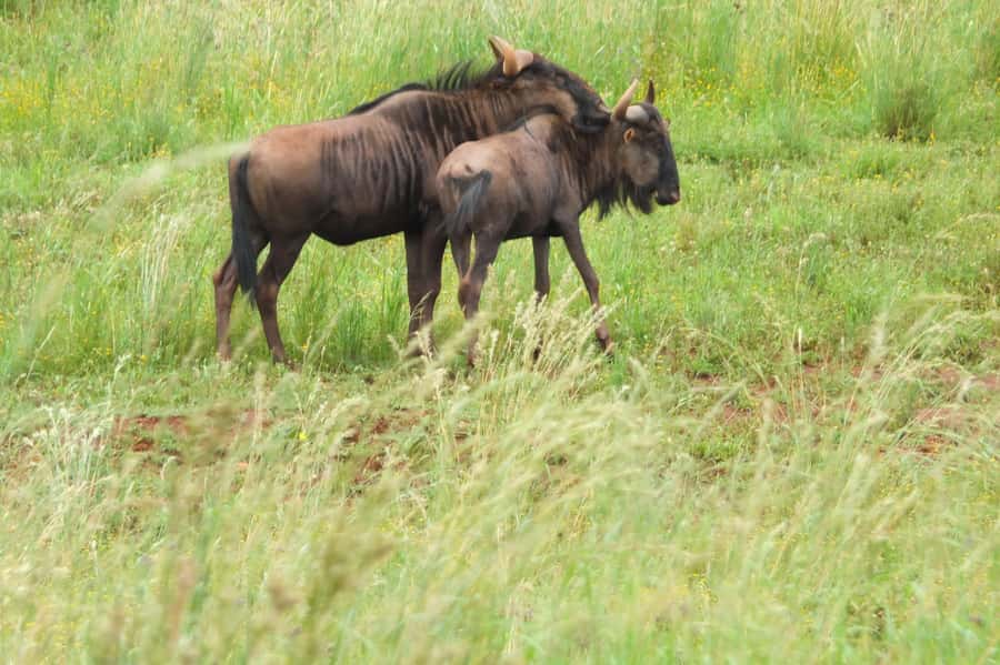 Johannesburg: Rhino and Lion Nature Reserve Safari - Boarding the open safari vehicle