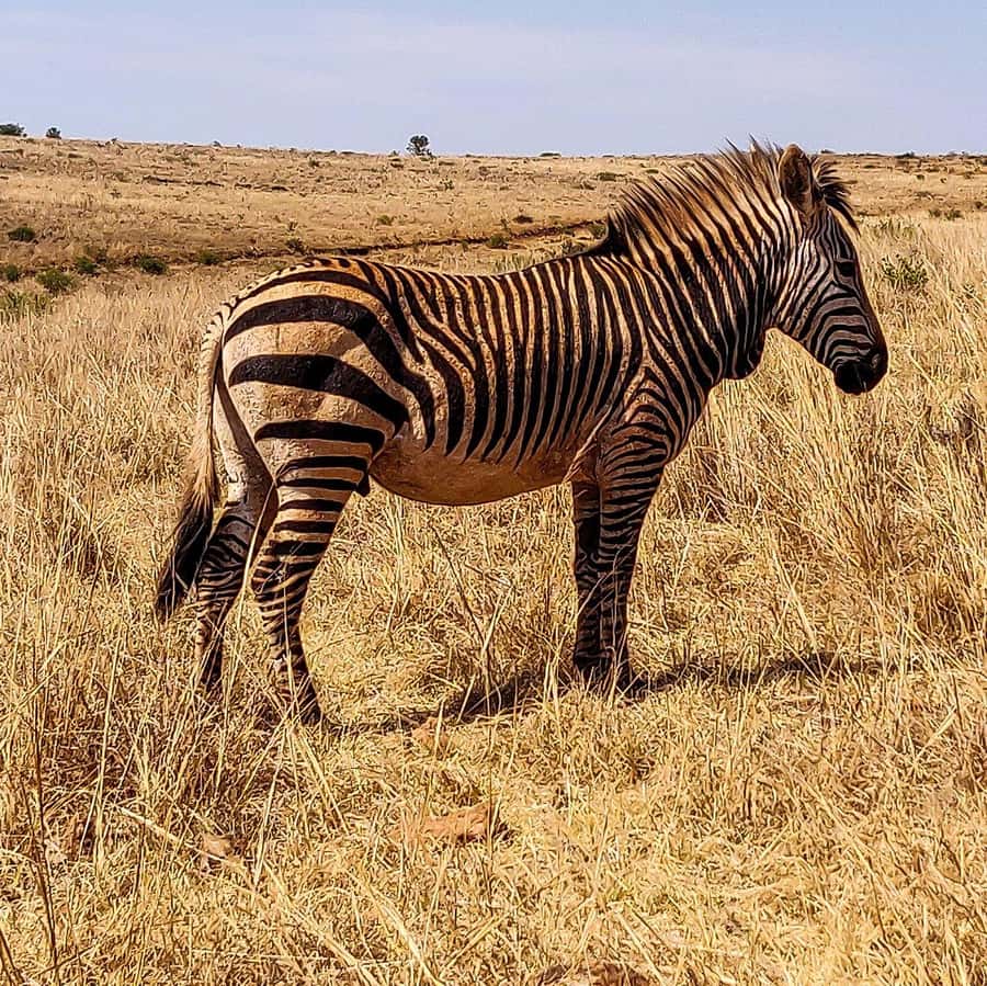 Johannesburg: Rhino and Lion Nature Reserve Safari - Why the guide matters