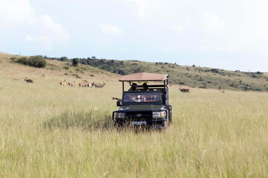 Johannesburg: Rhino and Lion Nature Reserve Safari - Leaving Johannesburg for Bothongo Rhino & Lion Nature Reserve