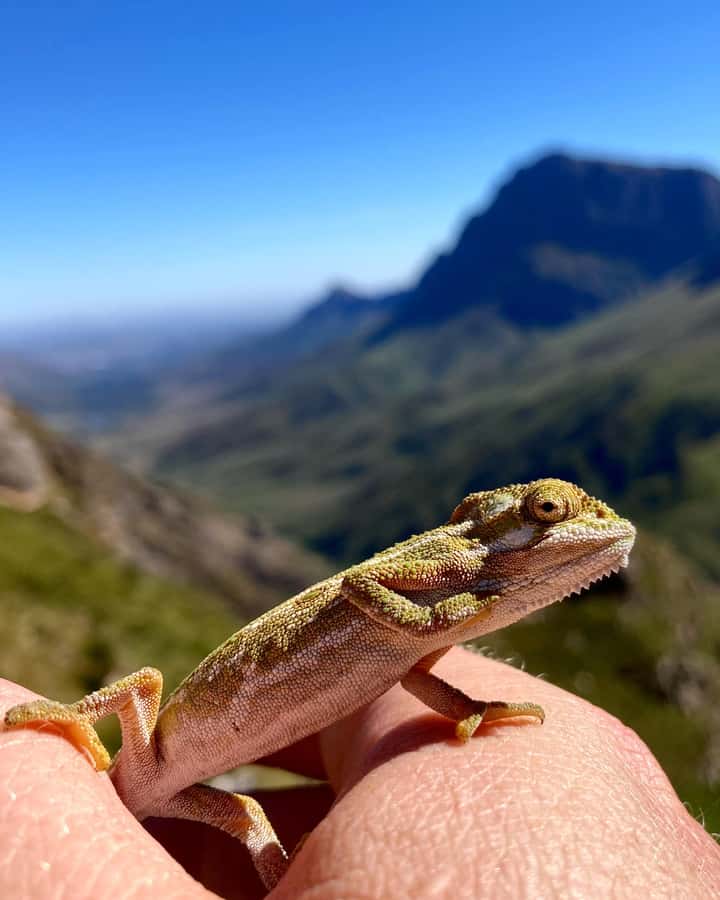 Jonkershoek Nature Reserve: Guided Panorama Trail Hike - Is the $112 price good value?