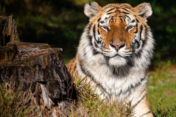 Jukani Wildlife Sanctuary Admission with Guided Tour - Why Jukani is more than a big-cat photo stop