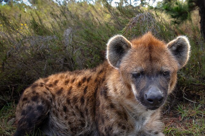 Jukani Wildlife Sanctuary Admission with Guided Tour - Why the guide makes the difference