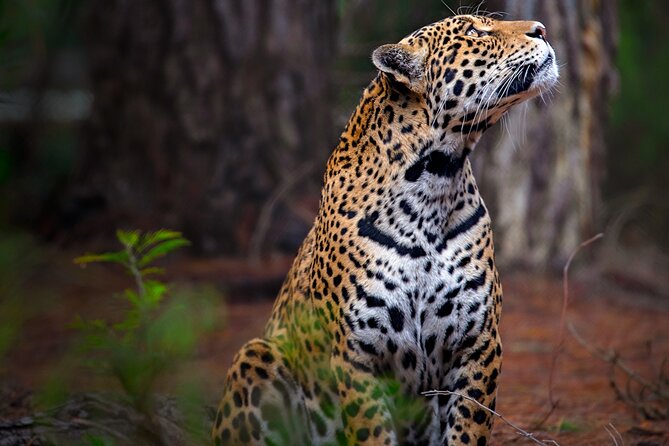 Jukani Wildlife Sanctuary Admission with Guided Tour - How the enclosure design shapes the visit