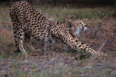 Jukani Wildlife Sanctuary Admission with Guided Tour