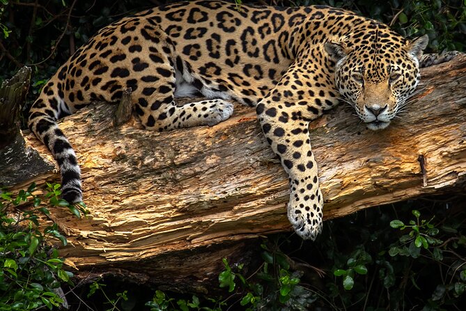 Jukani Wildlife Sanctuary Admission with Guided Tour - Is $24.73 good value?