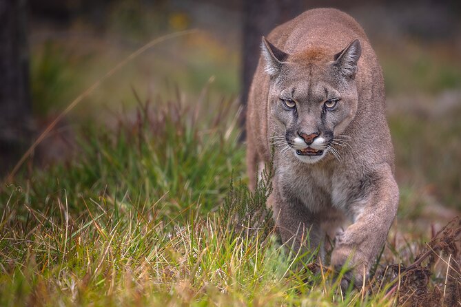 Jukani Wildlife Sanctuary Admission with Guided Tour - Booking, cancellation, and practical details