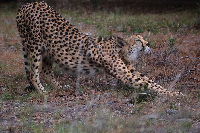 Jukani Wildlife Sanctuary Admission with Guided Tour - The best time to see active animals