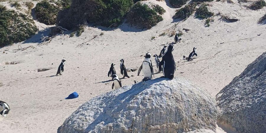 Kirstenbosch Garden, Bo-Kaap-Penguins & Cape Peninsula Tour - Kalk Bay and Simon’s Town