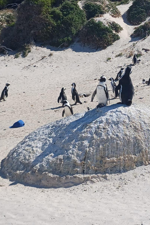 Kirstenbosch Garden, Bo-Kaap-Penguins & Cape Peninsula Tour - Chapman’s Peak and Hout Bay