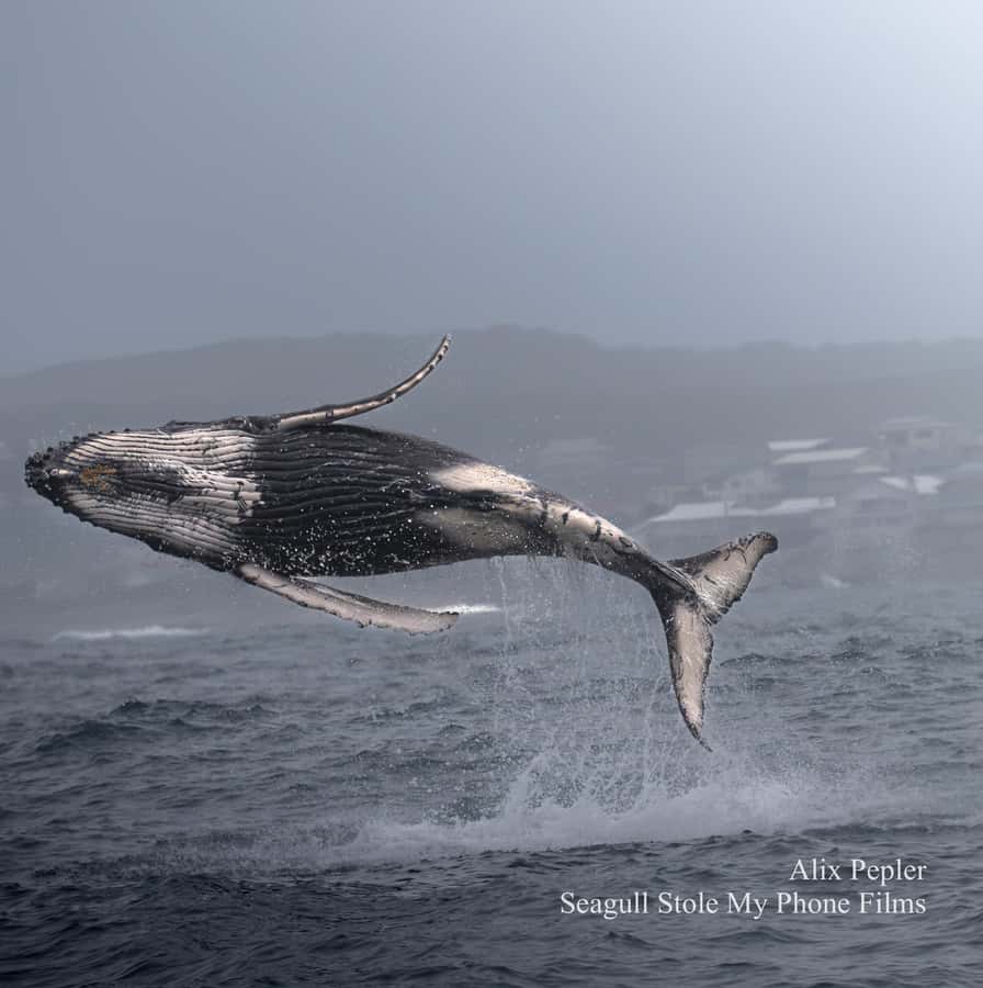 Knysna: Close Encounter Whale Watching Tour by Boat - Key points at a glance