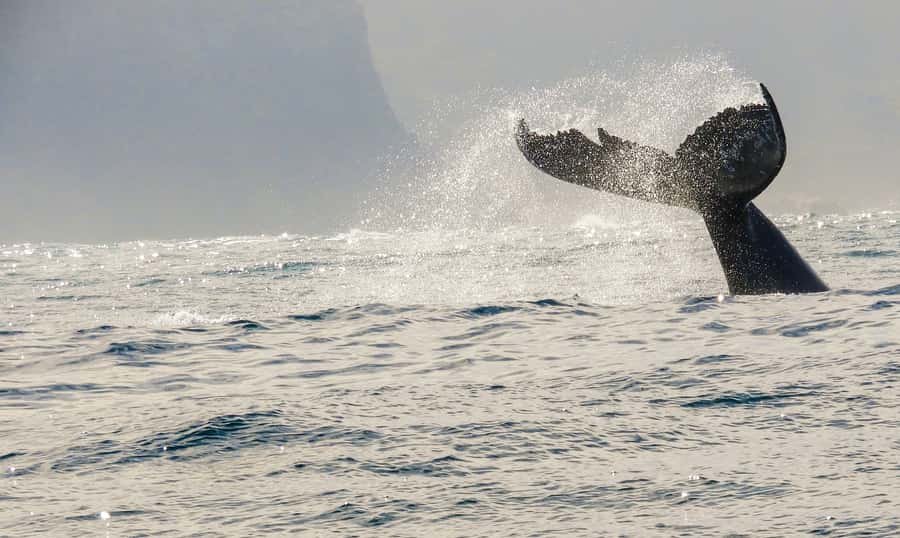 Knysna: Close Encounter Whale Watching Tour by Boat - Should you book Ocean Odyssey in Knysna?