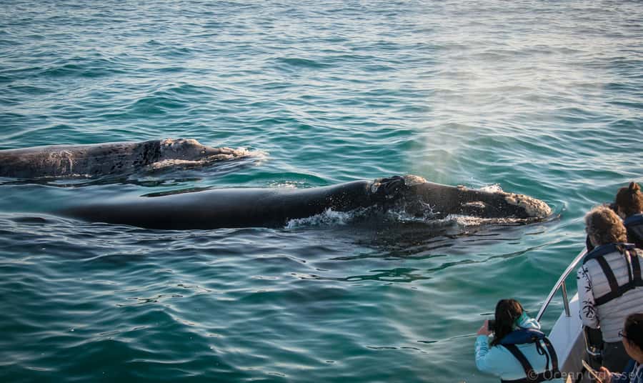 Knysna: Close Encounter Whale Watching Tour by Boat - Leaving Thesen Harbour Town for the Knysna Estuary