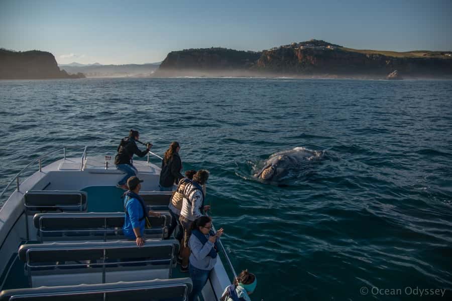 Knysna: Close Encounter Whale Watching Tour by Boat - How the whale search works